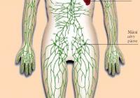 Lymfatický systém organismu